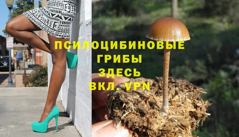 Псилоцибиновые грибы Psilocybe  Дегтярск 